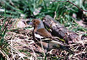 Fringilla coelebs ombriosa